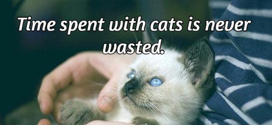 Time spent with cats is never wasted.