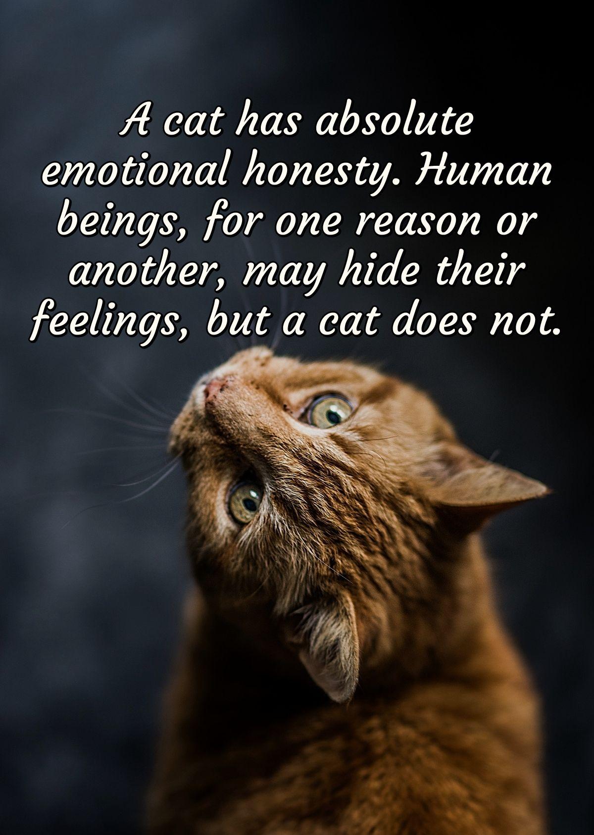 A cat has absolute emotional honesty. Human beings, for one reason or another, may hide their feelings, but a cat does not.