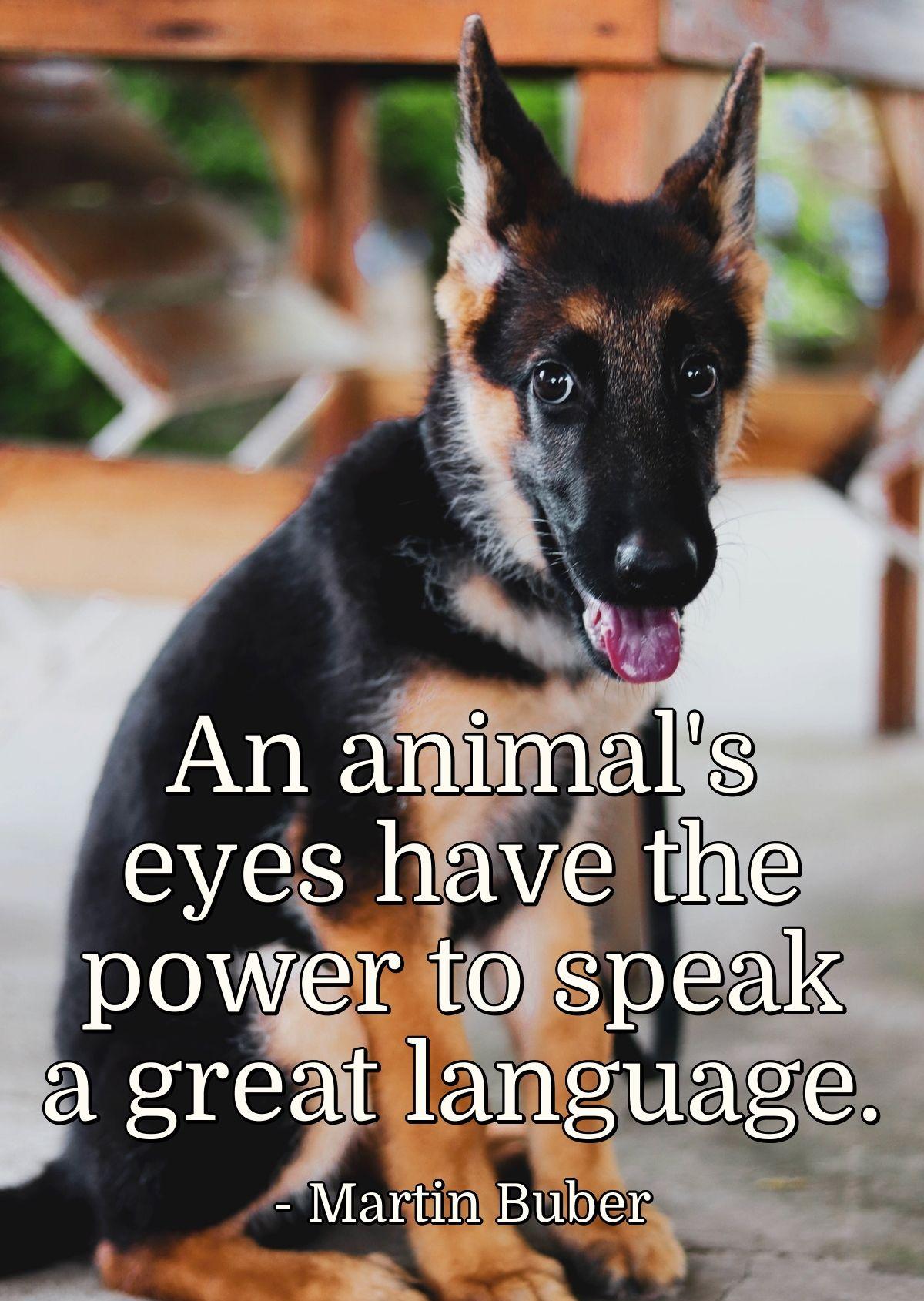 An animal's eyes have the power to speak a great language.