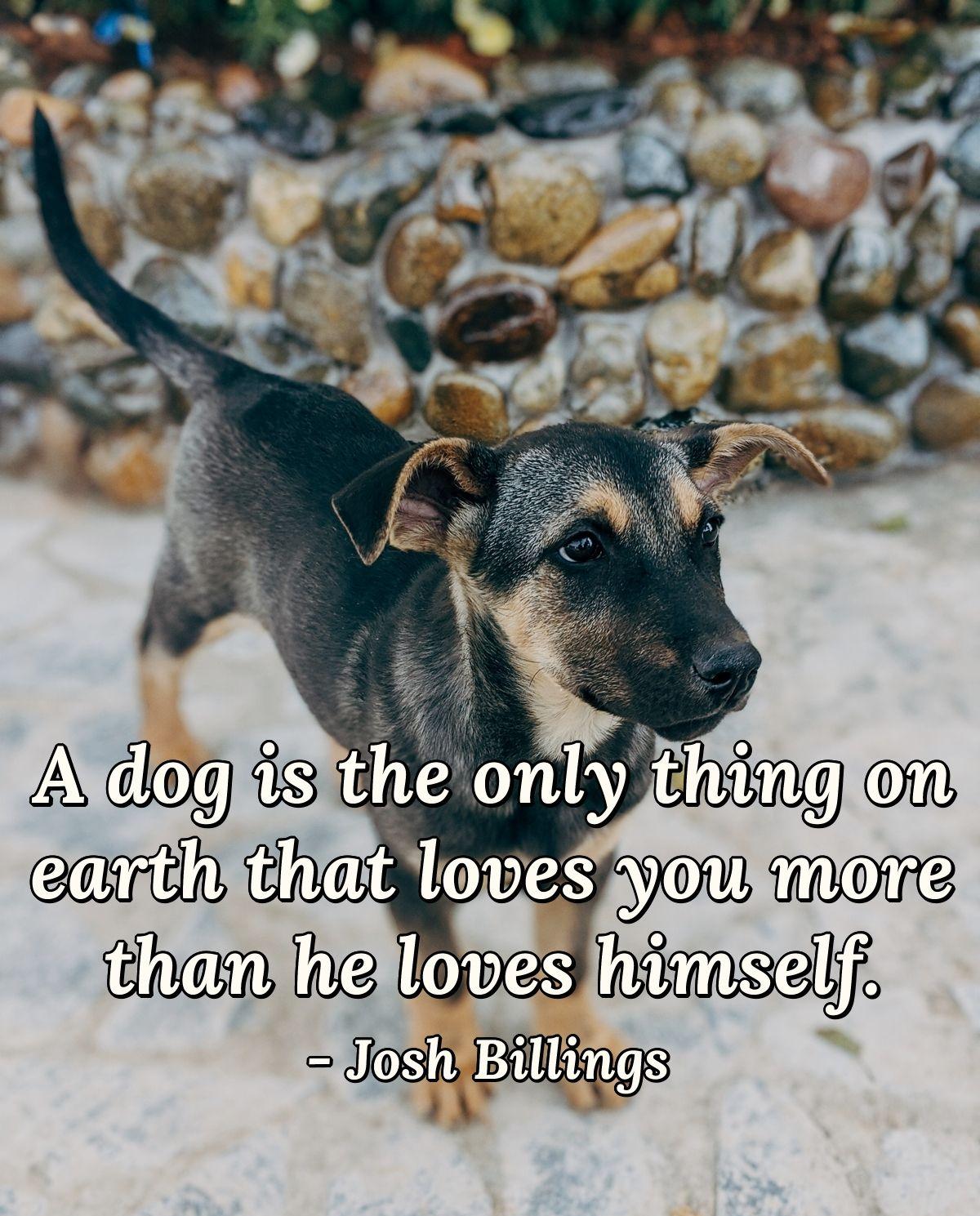 A dog is the only thing on earth that loves you more than he loves himself.