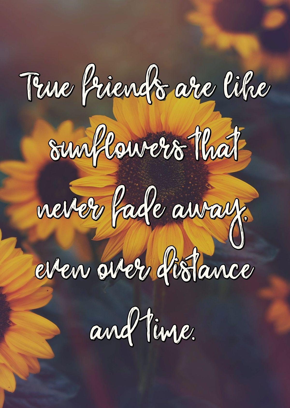 True friends are like sunflowers that never fade away, even over distance and time.