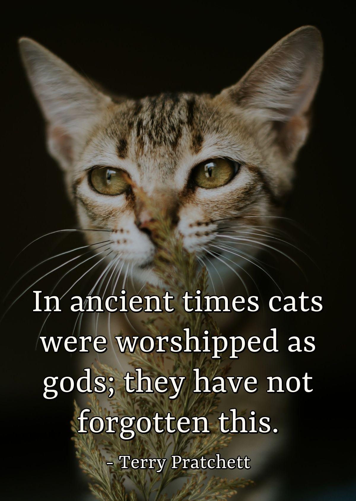 In ancient times cats were worshipped as gods; they have not forgotten this.