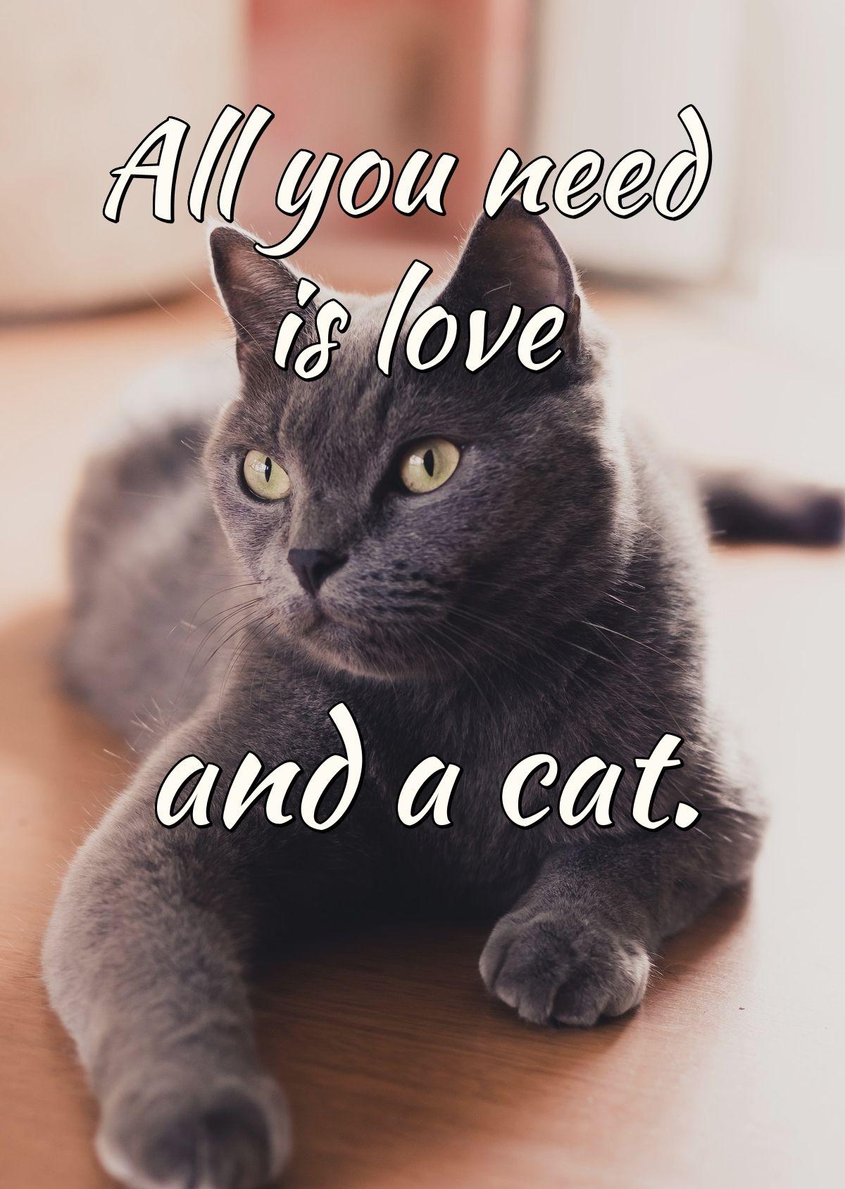 All you need is love and a cat.