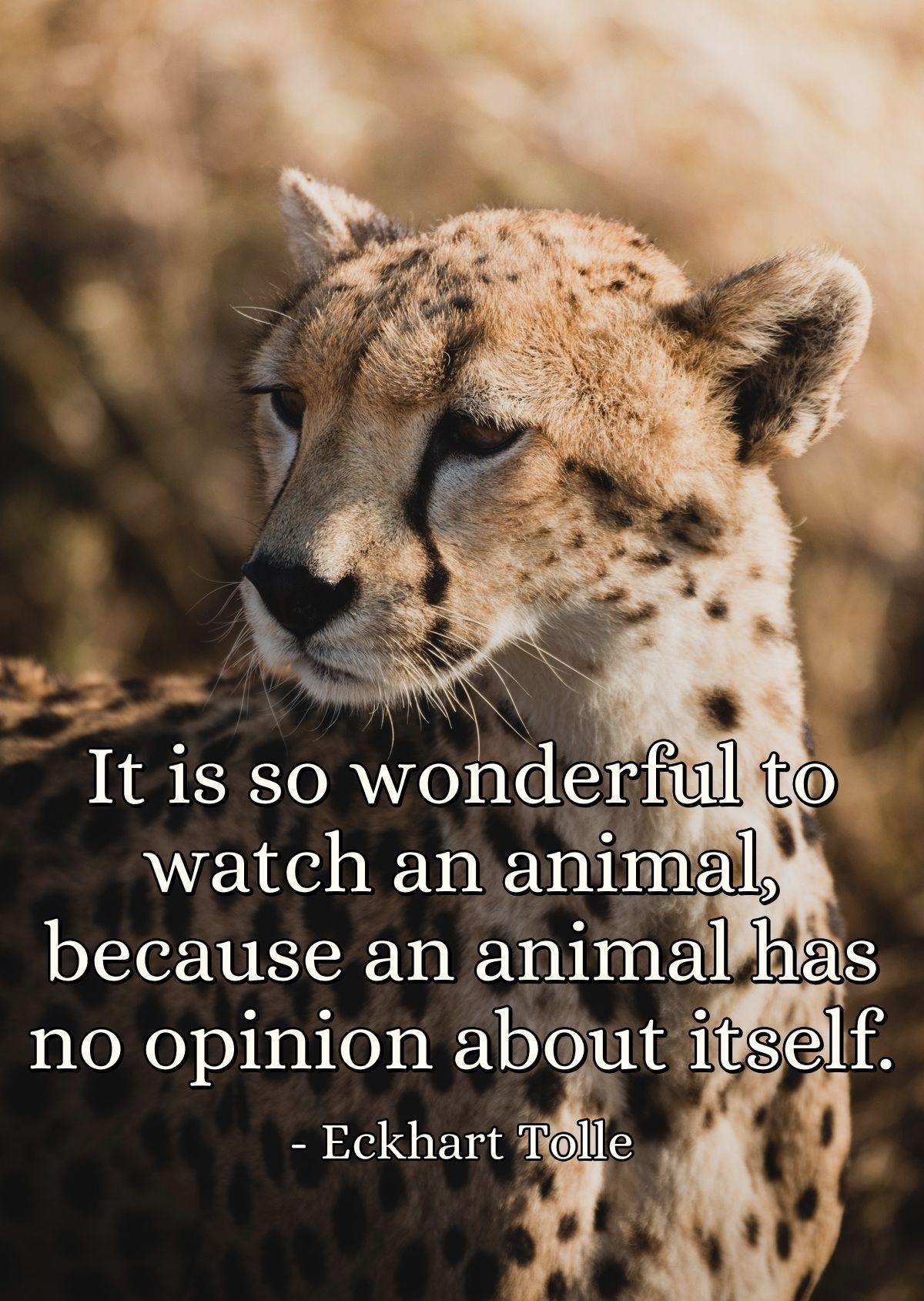 It is so wonderful to watch an animal, because an animal has no opinion about itself.