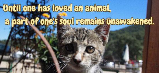 Until one has loved an animal, a part of one's soul remains unawakened.