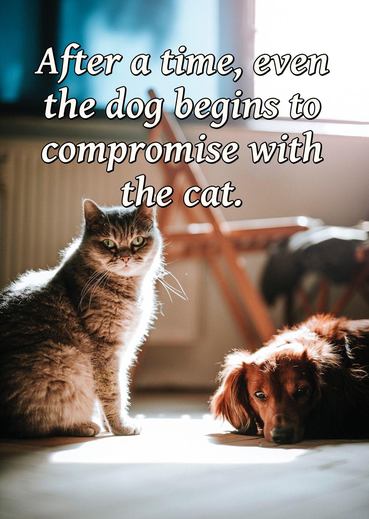 After a time, even the dog begins to compromise with the cat.