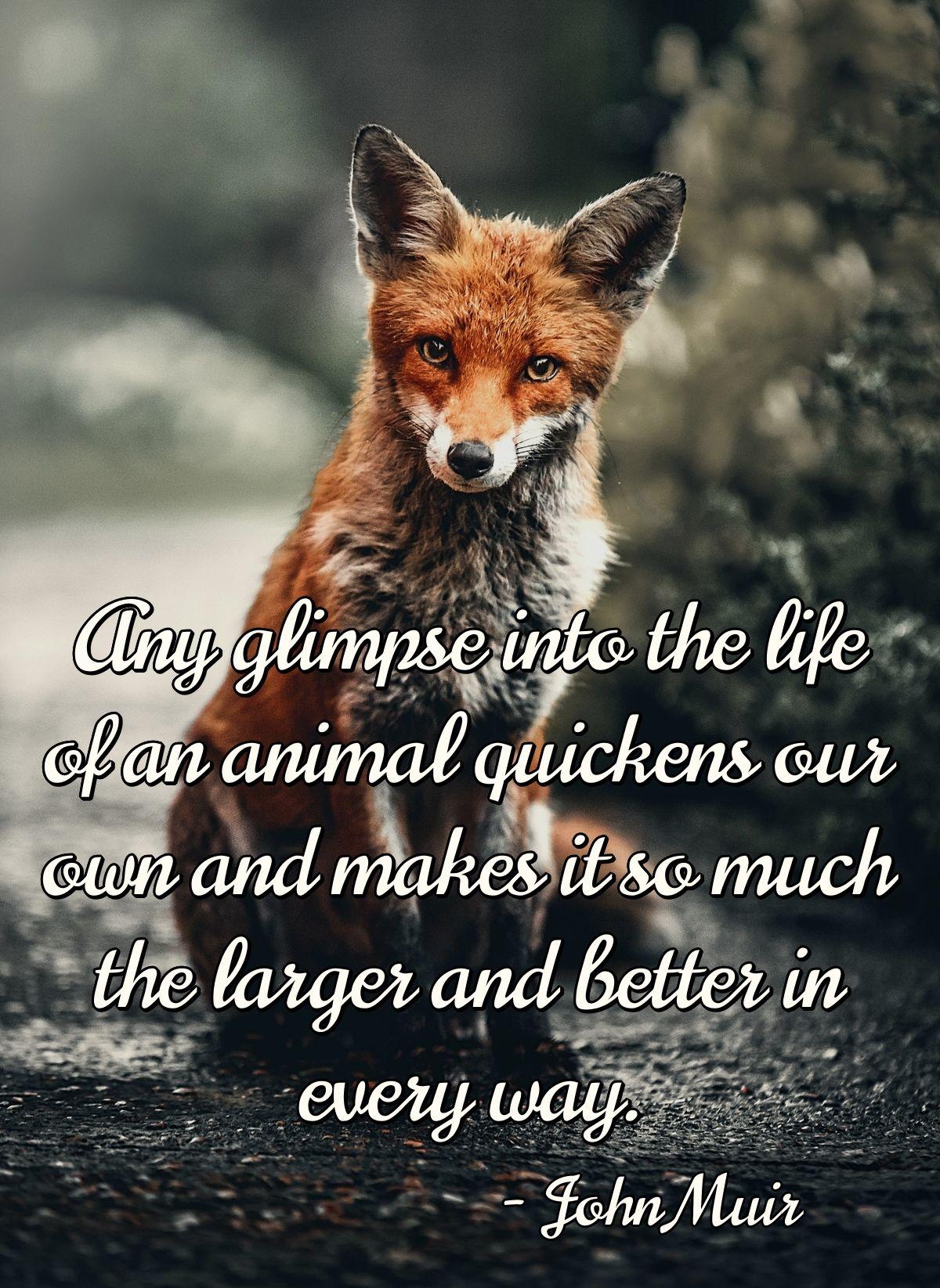 Any glimpse into the life of an animal quickens our own and makes it so much the larger and better in every way.