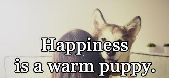 Happiness is a warm puppy.