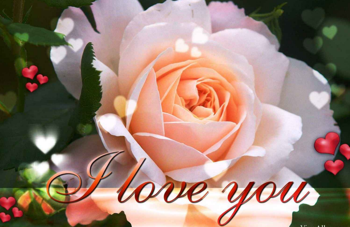 Elegant i love you hd wallpaper